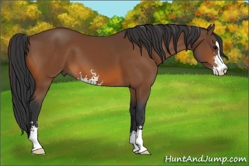 Horse Color:Bay Sabino 