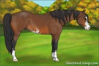 Horse Color:Bay Sabino