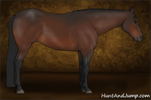 Horse Color:Gray Bay