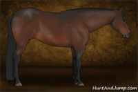 Horse Color:Gray Bay 
