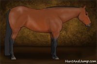 Horse Color:Gray Bay 