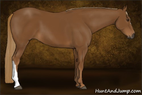 Horse Color:Gray Chestnut