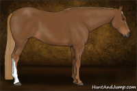 Horse Color:Gray Chestnut 