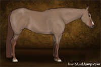 Horse Color:Gray Red Dun 