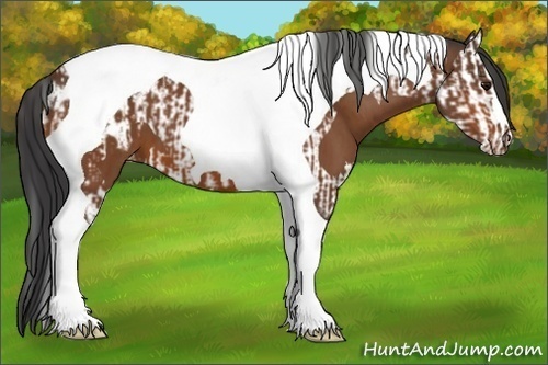 Horse Color:Bay Splash Tobiano Appaloosa  and Bay Tobiano Appaloosa 