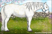 Horse Color:Palomino Appaloosa and Palomino Appaloosa