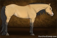 Horse Color:Bay Dun Splash 
