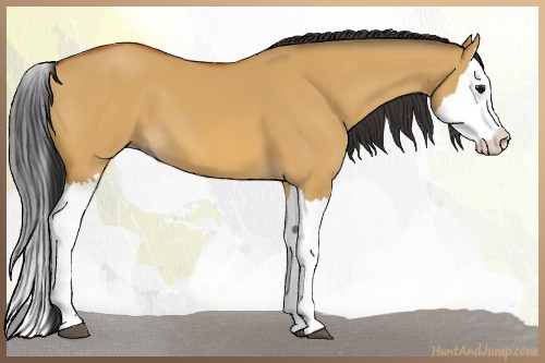 Horse Color:Bay Dun Splash 