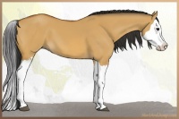 Horse Color:Bay Dun Splash 
