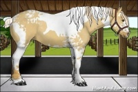 Horse Color:Palomino Dun Splash Tobiano