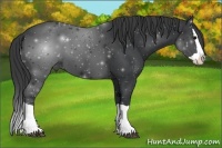 Horse Color:Black Splash