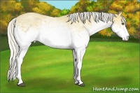 Horse Color:White Spotted Silver Buckskin 