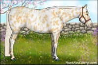 Horse Color:Palomino Appaloosa and Palomino Appaloosa