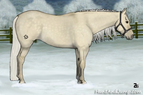 Horse Color:Silver Smoky Grullo Roan Rabicano