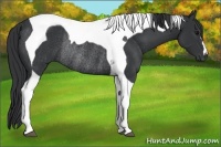 Horse Color:Black Tobiano Rabicano 