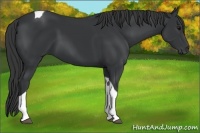 Horse Color:Black Tobiano Rabicano