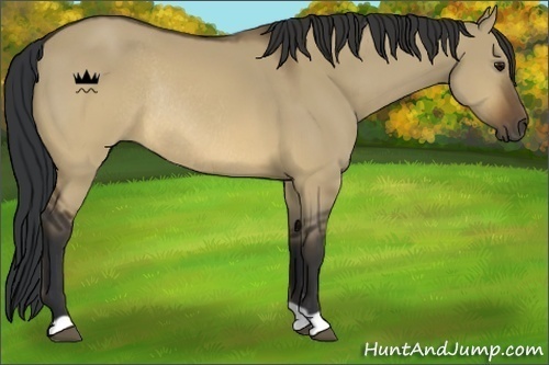 Horse Color:Brown Dun Rabicano 
