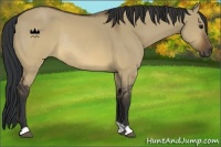 Horse Color:Brown Dun Rabicano