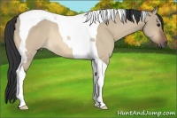 Horse Color:Bay Dun Tobiano Rabicano 
