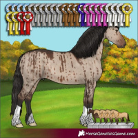 Horse Color:Liver Red Dun Brindle 