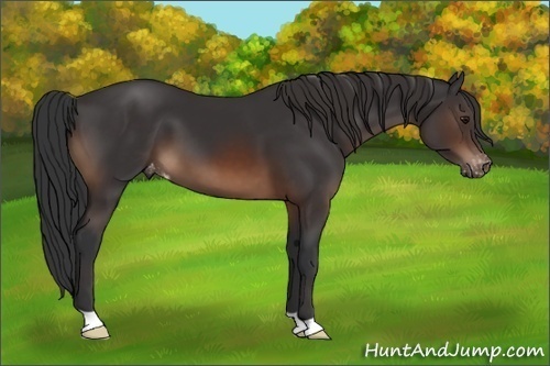 Horse Color:Brown Appaloosa 