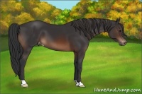 Horse Color:Brown Appaloosa