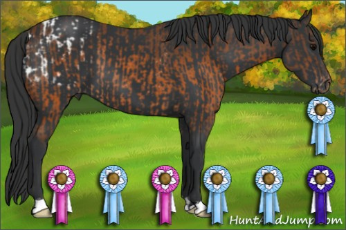 Horse Color:Brown Appaloosa Rabicano  and Black 