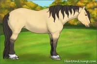 Horse Color:Buckskin Dun 