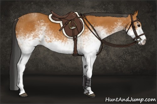 Horse Color:White Spotted Bay 