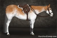 Horse Color:White Spotted Bay 