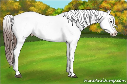 Horse Color:Brown Appaloosa 