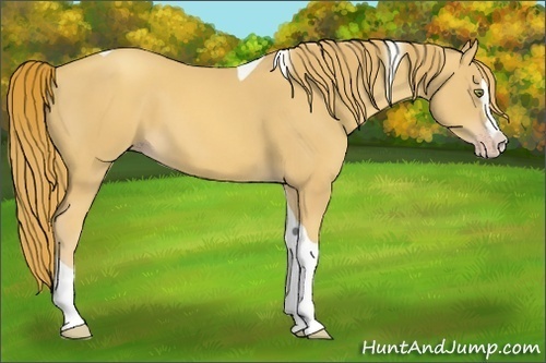 Horse Color:Gold Champagne Splash Tobiano