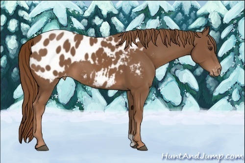 Horse Color:Chestnut Appaloosa 