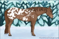 Horse Color:Chestnut Appaloosa 