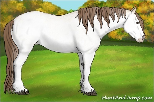 Horse Color:White Spotted Bay Dun Appaloosa 