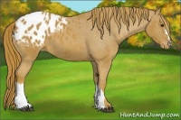 Horse Color:Chestnut Appaloosa 
