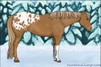 Horse Color:Chestnut Appaloosa 