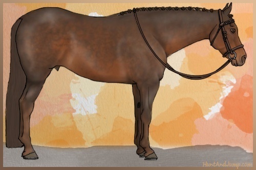 Horse Color:Liver Chestnut 