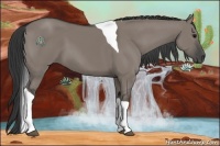 Horse Color:Grullo Tobiano