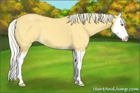 Horse Color:Palomino Splash
