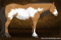 Horse Color:Bay Frame 