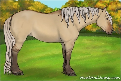 Horse Color:Silver Bay Dun