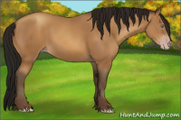 Horse Color:Gray Amber Champagne
