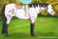 Horse Color:Platinum Bay  and Platinum Buckskin 