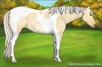 Horse Color:Silver Buckskin Ice Dun Tobiano 