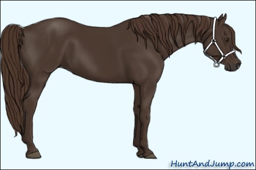 Horse Color:Liver Chestnut 