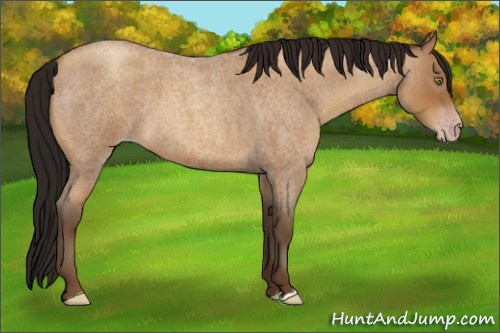 Horse Color:Gray Amber Champagne Roan 