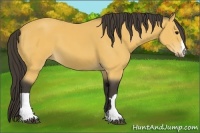 Horse Color:Buckskin 
