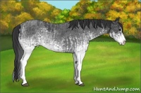 Horse Color:White Spotted Blue Roan Rabicano  and White Spotted Blue Roan Splash Rabicano 