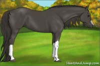 Horse Color:Smoky Black 